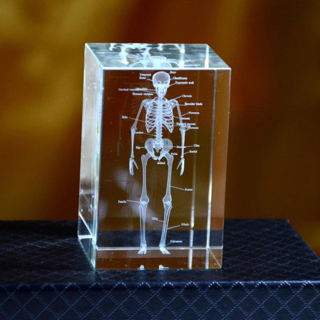 3D Crystal Anatomy Models — Brain Heart Skeleton