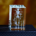 3D Crystal Anatomy Models — Brain Heart Skeleton