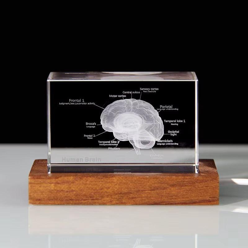 3D Crystal Anatomy Models — Brain Heart Skeleton