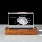 Skeleton, Brain, Heart, Tooth and Lungs crystal anatomy models, No base or Wooden base, for an office reception display