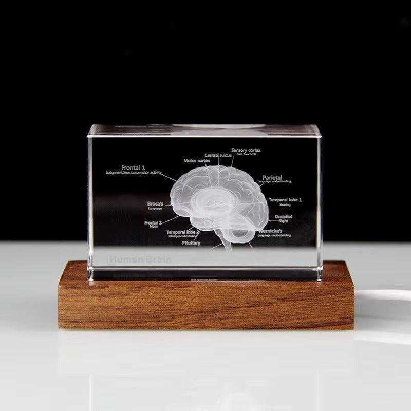 3D Crystal Anatomy Models — Brain Heart Skeleton