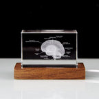 Skeleton, Brain, Heart, Tooth and Lungs crystal anatomy models, No base or Wooden base, for a doctor's desk collection