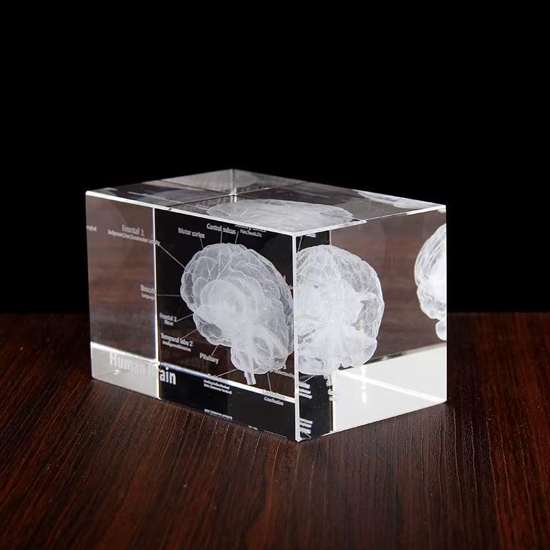 3D Crystal Anatomy Models — Brain Heart Skeleton
