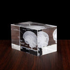 Skeleton, Brain, Heart, Tooth and Lungs crystal anatomy models, No base or Wooden base, for a dentist office shelf