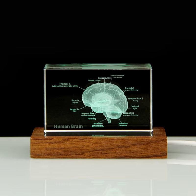 3D Crystal Anatomy Models — Brain Heart Skeleton