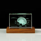 Skeleton, Brain, Heart, Tooth and Lungs crystal anatomy models, No base or Wooden base, for an anatomy professor's collection