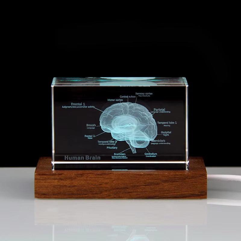 3D Crystal Anatomy Models — Brain Heart Skeleton