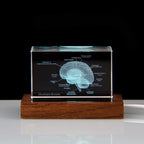 Skeleton, Brain, Heart, Tooth and Lungs crystal anatomy models, No base or Wooden base, for a STEM education bookshelf