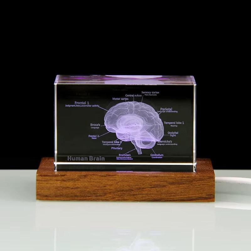 3D Crystal Anatomy Models — Brain Heart Skeleton