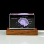 Skeleton, Brain, Heart, Tooth and Lungs crystal anatomy models, No base or Wooden base, as laser etched desk paperweights